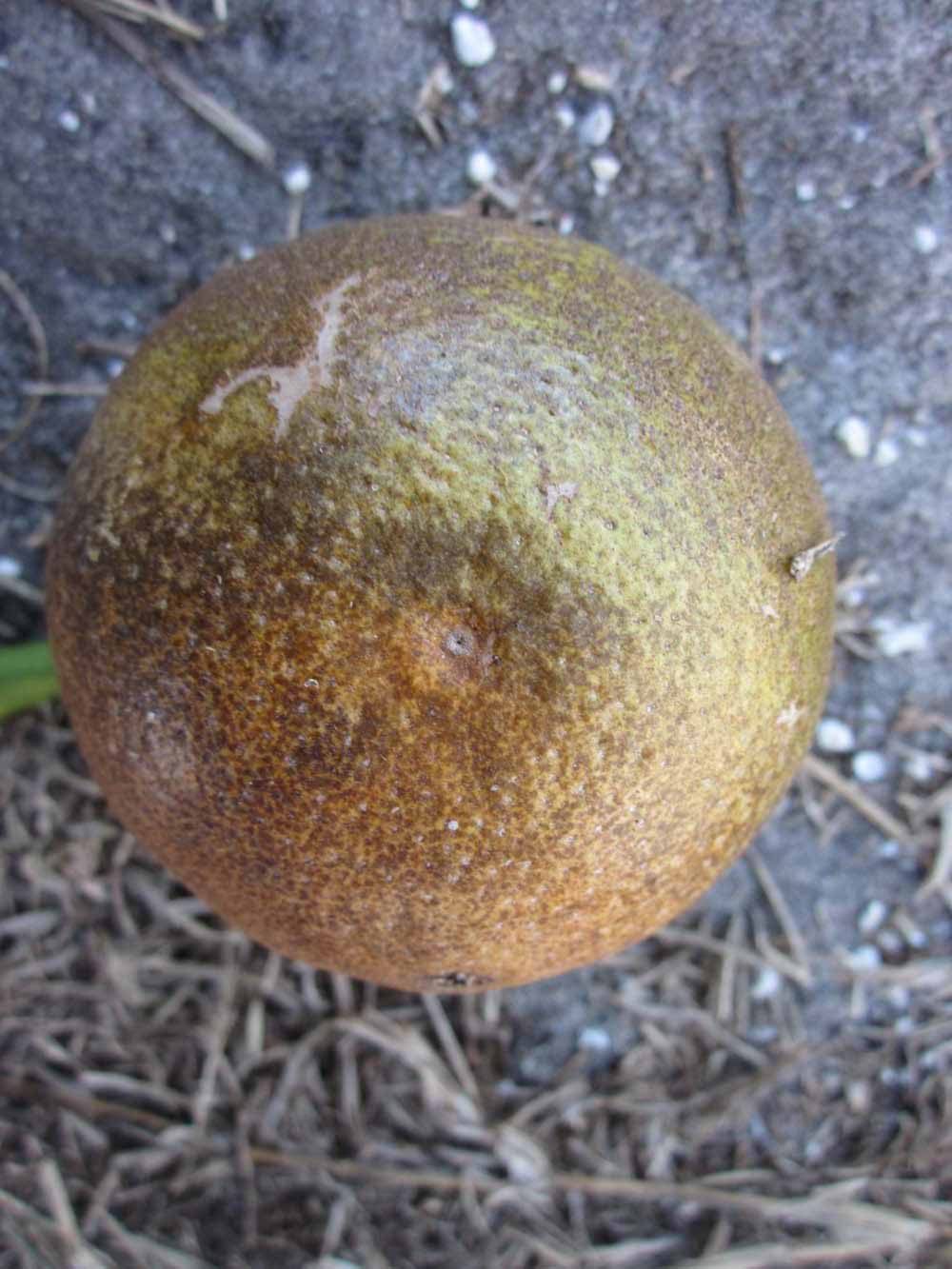              Fruit (Winter Haven, FL)       